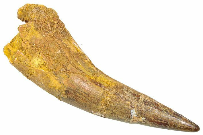 Fossil Spinosaurus Tooth - Real Dinosaur Tooth #361302